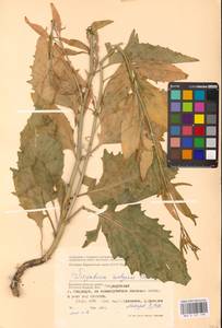 Гулявник волжский M.Bieb. ex E.Fourn., Восточная Европа (без точных пунктов) (E0)