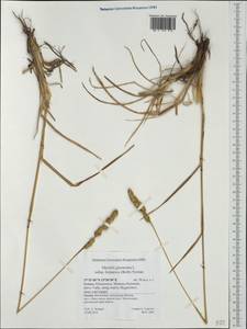 Dactylis glomerata subsp. hispanica (Roth) Nyman, Западная Европа (EUR) (Греция)