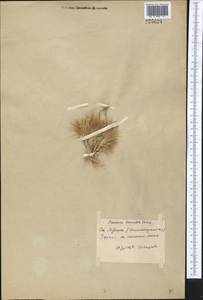 Bromus pumilio (Trin.) P.M.Sm., Средняя Азия и Казахстан, Сырдарьинские пустыни и Кызылкумы (M7) (Узбекистан)