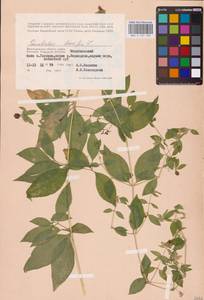 Волдырник ягодный (L.) Durande, Восточная Европа, Нижневолжский район (E9) (Россия)