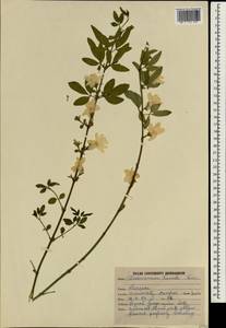 Jasminum humile L., Зарубежная Азия (ASIA) (Индия)