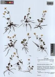 Ranunculus demissus DC., Сибирь, Алтай и Саяны (S2) (Россия)