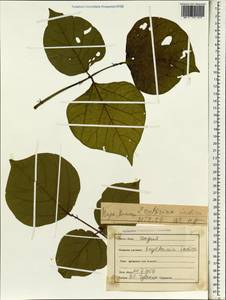 Erythrina variegata L., Зарубежная Азия (ASIA) (Индия)
