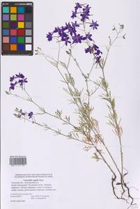 Delphinium consolida subsp. consolida, Восточная Европа, Центральный район (E4) (Россия)