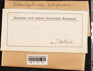 Tetralophozia setiformis (Ehrh.) Schljakov, Гербарий мохообразных, Мхи (без точных пунктов) (B0) (Неизвестно)