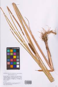 Рогоз Лаксмана Lepech., Восточная Европа, Московская область и Москва (E4a) (Россия)