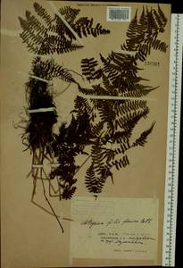 Кочедыжник женский (L.) Roth, Сибирь, Дальний Восток (S6) (Россия)