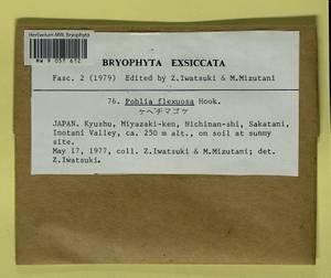 Pohlia flexuosa Harv., Гербарий мохообразных, Мхи - Азия (вне границ бывшего СССР) (BAs) (Япония)