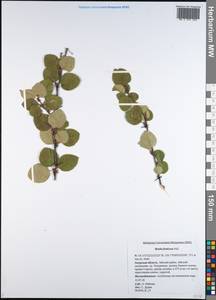 Береза кустарниковая Pall., Сибирь, Дальний Восток (S6) (Россия)