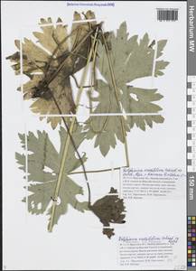 Живокость толстолистная Schrad. ex Spreng., Сибирь, Прибайкалье и Забайкалье (S4) (Россия)