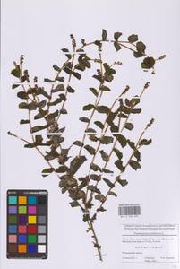 Рдест пронзеннолистный, Рдест стеблеобъемлющий L., Восточная Европа, Московская область и Москва (E4a) (Россия)