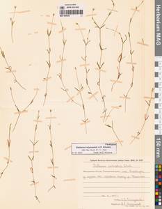 Звездчатка колымская A.P.Khokhr., Сибирь, Чукотка и Камчатка (S7) (Россия)