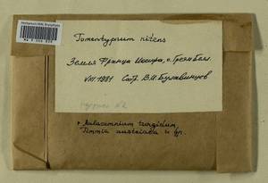 Aulacomnium turgidum (Wahlenb.) Schwägr., Гербарий мохообразных, Мхи - Архангельская и Вологодская области, Коми, Ненецкий АО (B7) (Россия)