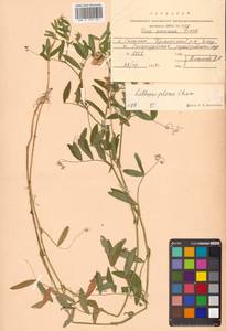 Lathyrus palustris subsp. palustris, Сибирь, Дальний Восток (S6) (Россия)