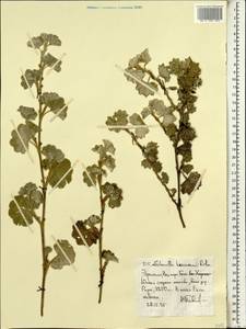 Alchemilla haumannii Rothm., Африка (AFR) (Эфиопия)