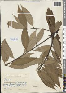 Lithocarpus, Зарубежная Азия (ASIA) (КНР)