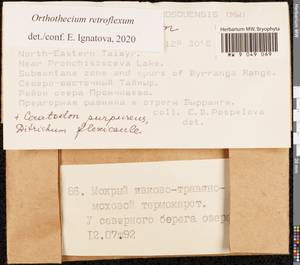 Orthothecium retroflexum Ignatov & Ignatova, Гербарий мохообразных, Мхи - Красноярский край, Тыва и Хакасия (B17) (Россия)