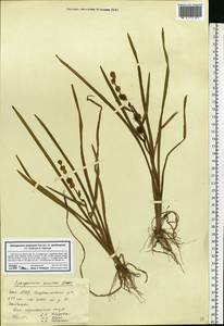 Ежеголовник всплывающий, Ежеголовник всплывший Rehmann, Восточная Европа, Восточный район (E10) (Россия)