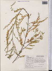Phyllanthus tenellus Roxb., Америка (AMER) (США)