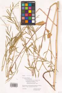 Rhamphospermum arvense (L.) Andrz. ex Besser, Восточная Европа, Центральный район (E4) (Россия)