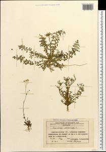 Клоповник пузырчатый L., Кавказ, Азербайджан (K6) (Азербайджан)