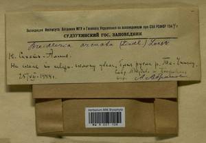 Calliergonella lindbergii (Mitt.) Hedenäs, Гербарий мохообразных, Мхи - Дальний Восток (без Чукотки и Камчатки) (B20) (Россия)