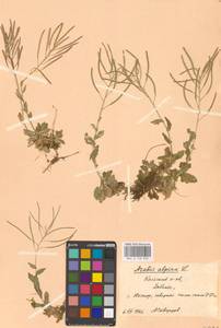 Резуха альпийская L., Восточная Европа, Северный район (E1) (Россия)