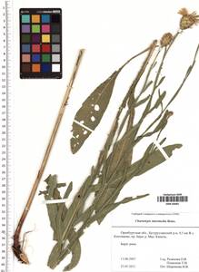 Centaurea glastifolia subsp. intermedia (Boiss.) L. Martins, Восточная Европа, Восточный район (E10) (Россия)