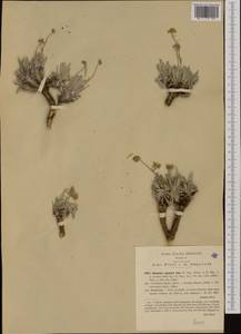 Aurinia rupestris subsp. rupestris, Западная Европа (EUR) (Италия)