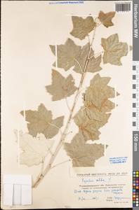 Тополь белый, Тополь серебристый L., Восточная Европа, Северо-Украинский район (E11) (Украина)