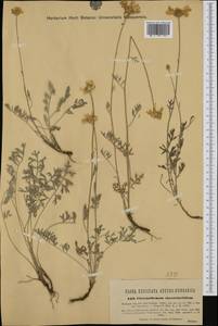 Tanacetum cinerariifolium (Trevis.) Sch. Bip., Западная Европа (EUR) (Хорватия)
