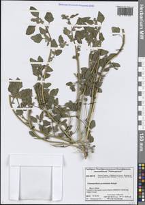 Марь Каро (Murr) Aellen, Сибирь, Центральная Сибирь (S3) (Россия)