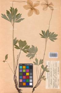 Ветреница лесная L., Восточная Европа, Московская область и Москва (E4a) (Россия)