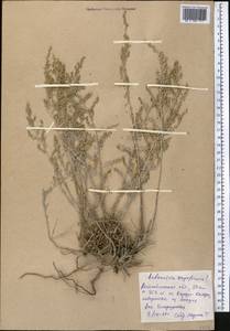 Полынь прутьевидная (Ledeb.) Poljakov, Средняя Азия и Казахстан, Прикаспийский Устюрт и Северное Приаралье (M8) (Казахстан)