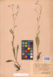 MHA 0 153 444, Myosotis alpestris subsp. suaveolens (Waldst. & Kit. ex Willd.) Strid, Восточная Европа, Центральный район (E4) (Россия)