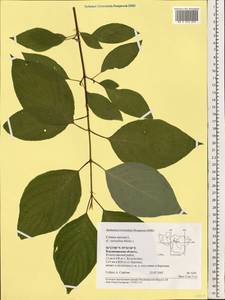 Свидина шелковистая L., Восточная Европа, Центральный район (E4) (Россия)