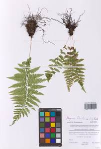 Кочедыжник женский (L.) Roth, Восточная Европа, Московская область и Москва (E4a) (Россия)