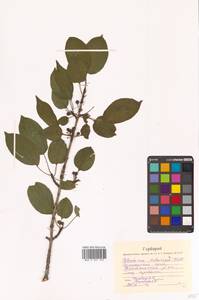 Жестер даурский (Makino) Kartesz & Gandhi, Сибирь, Дальний Восток (S6) (Россия)