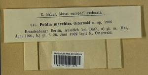 Pohlia marchica Osterwald, Гербарий мохообразных, Мхи - Западная Европа (BEu) (Германия)