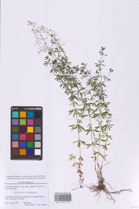 Подмаренник мягкий L., Восточная Европа, Московская область и Москва (E4a) (Россия)