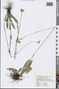 Pilosella erythrochrista (Nägeli & Peter) S. Bräut. & Greuter, Восточная Европа, Средневолжский район (E8) (Россия)