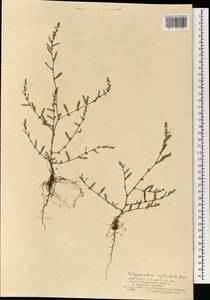 Спорыш незамечаемый, Спорыш незамеченный Besser, Монголия (MONG) (Монголия)