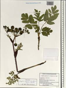 Angelica apaensis R.H.Shan & C.Q.Yuan, Зарубежная Азия (ASIA) (КНР)