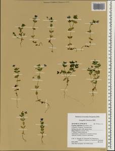 Lysimachia foemina (Mill.) U. Manns & Anderb., Зарубежная Азия (ASIA) (Кипр)