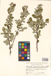 Кизильник рыхлоцветковый (J.Jacq.) Lindl., Восточная Европа, Средневолжский район (E8) (Россия)