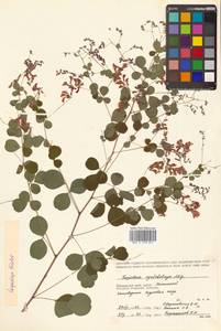 Леспедеца двуцветная Turcz., Сибирь, Дальний Восток (S6) (Россия)