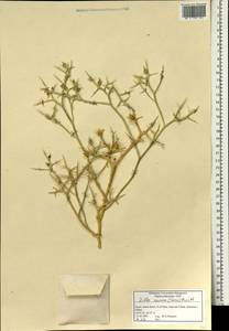 Zilla spinosa (L.) Prantl, Зарубежная Азия (ASIA) (Израиль)