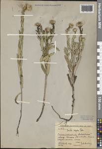 Pentanema asperum (Poir.) G. V. Boiko & Korniy., Восточная Европа, Нижневолжский район (E9) (Россия)