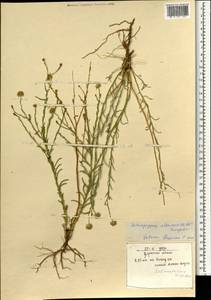 Гетеропаппус алтайский (Willd.) Novopokr., Монголия (MONG) (Монголия)