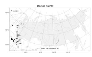 Berula erecta, Берула прямая (Huds.) Coville, Атлас флоры России (FLORUS) (Россия)